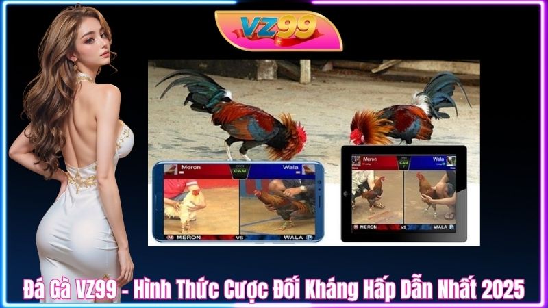 Đá Gà VZ99 – Hình Thức Cược Đối Kháng Hấp Dẫn Nhất 2025